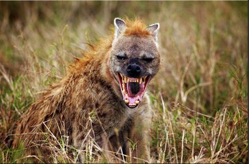 Prédateurs d'Afrique - HD ST (2016)