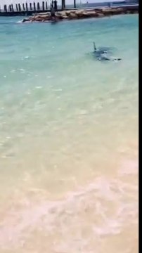 Cet énorme requin marteau au bord de la plage aux Bahamas