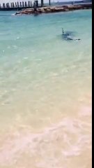 Cet énorme requin marteau au bord de la plage aux Bahamas