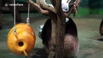 Giant panda Yuan Zai celebrates third birthday