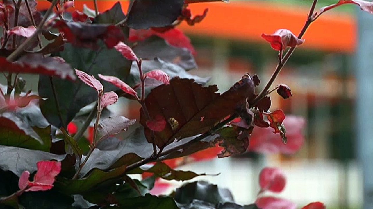 Politie zoekt belager van vrouwen in Leek - RTV Noord