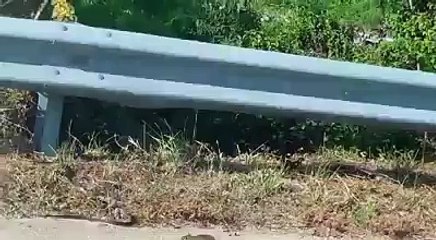 rat mother save his children from snake