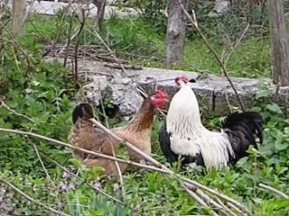 ΓΙΩΡΓΟΣ ΜΠΙΛΗΣ - ΔΥΟ ΠΕΤΕΙΝΟΙ