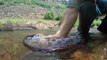 Brown Trout Release on Frying Pan River