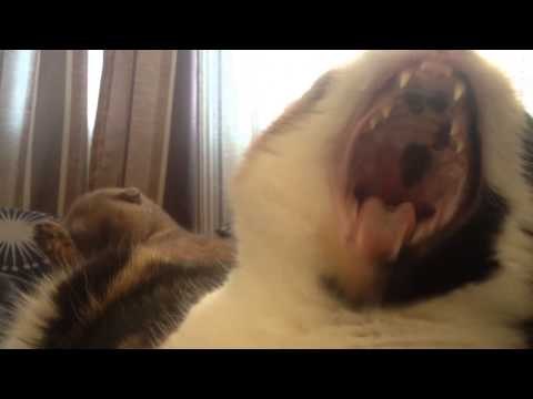 Cat's Yawns Resemble That Monday Morning Feeling