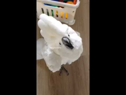 Harley the Cockatoo Eyes Up Her Mom's Phone