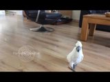 Harley the Cockatoo Goes Hunting for Nuts