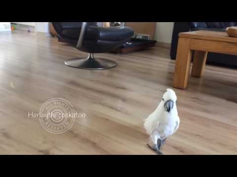 Harley the Cockatoo Goes Hunting for Nuts