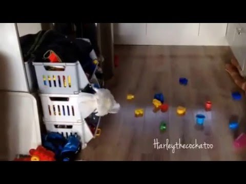 Naughty Cockatoo Throws Her Toys Onto Floor