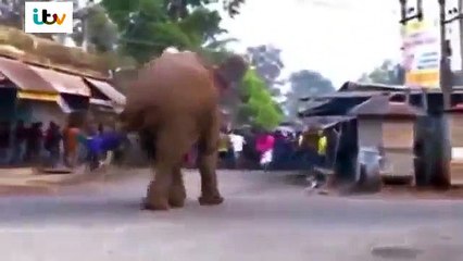 Elephant Rampages Through Village in India West Bengal