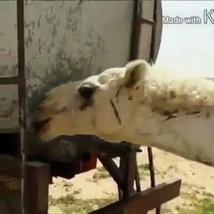camel drink water himself