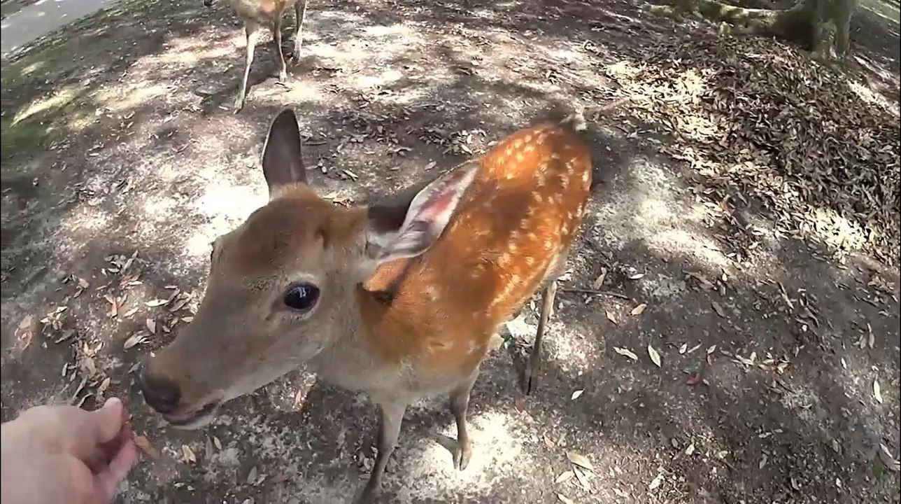 Increase the feed to the deer in Nara Park