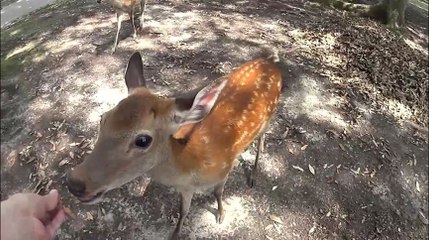 Increase the feed to the deer in Nara Park