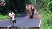 Cet éléphant énervé court après un cycliste. Après vous allez comprendre pourquoi