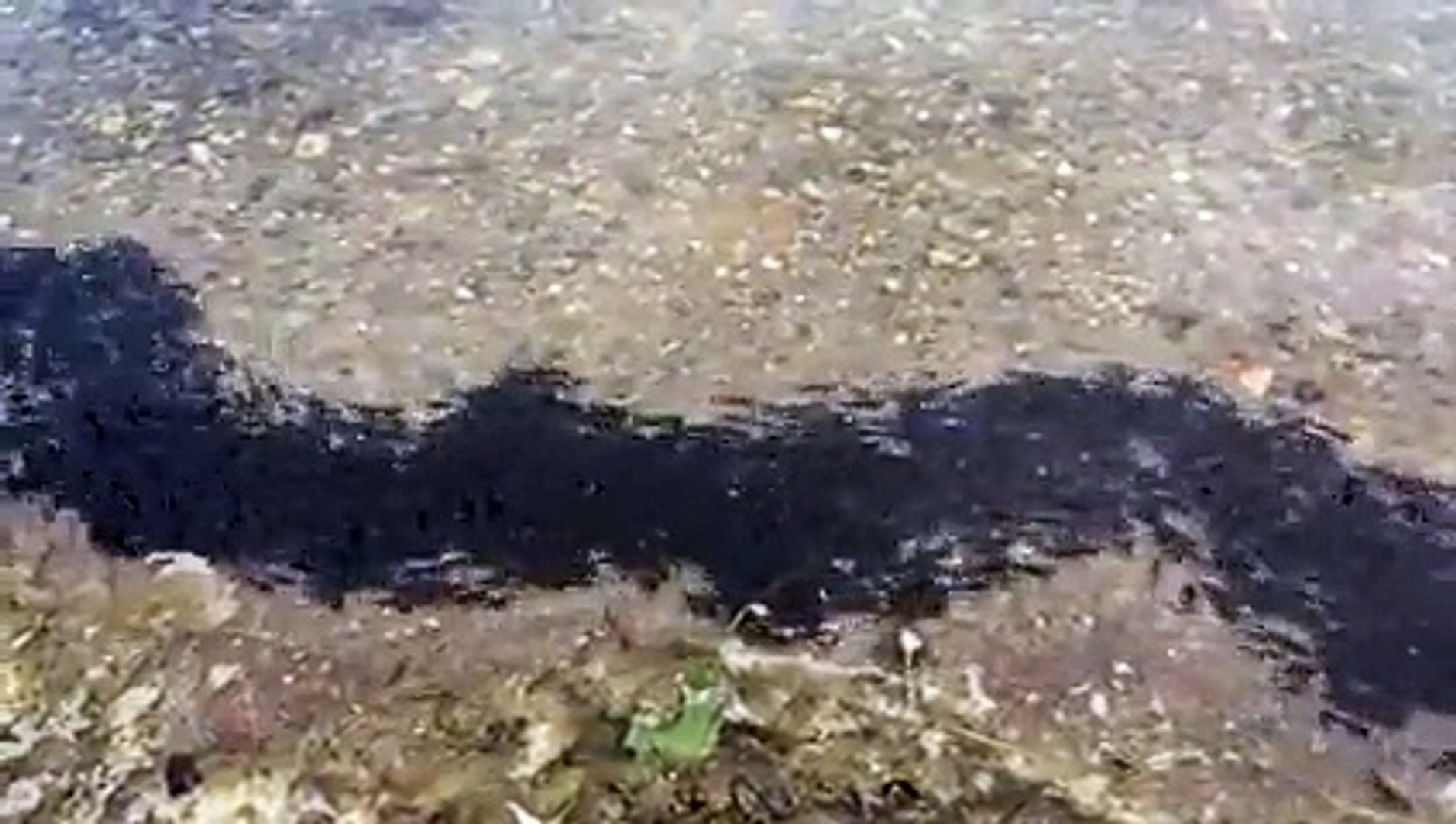 Regroupement Gigantesque De Bebes Poissons Chats Video Dailymotion