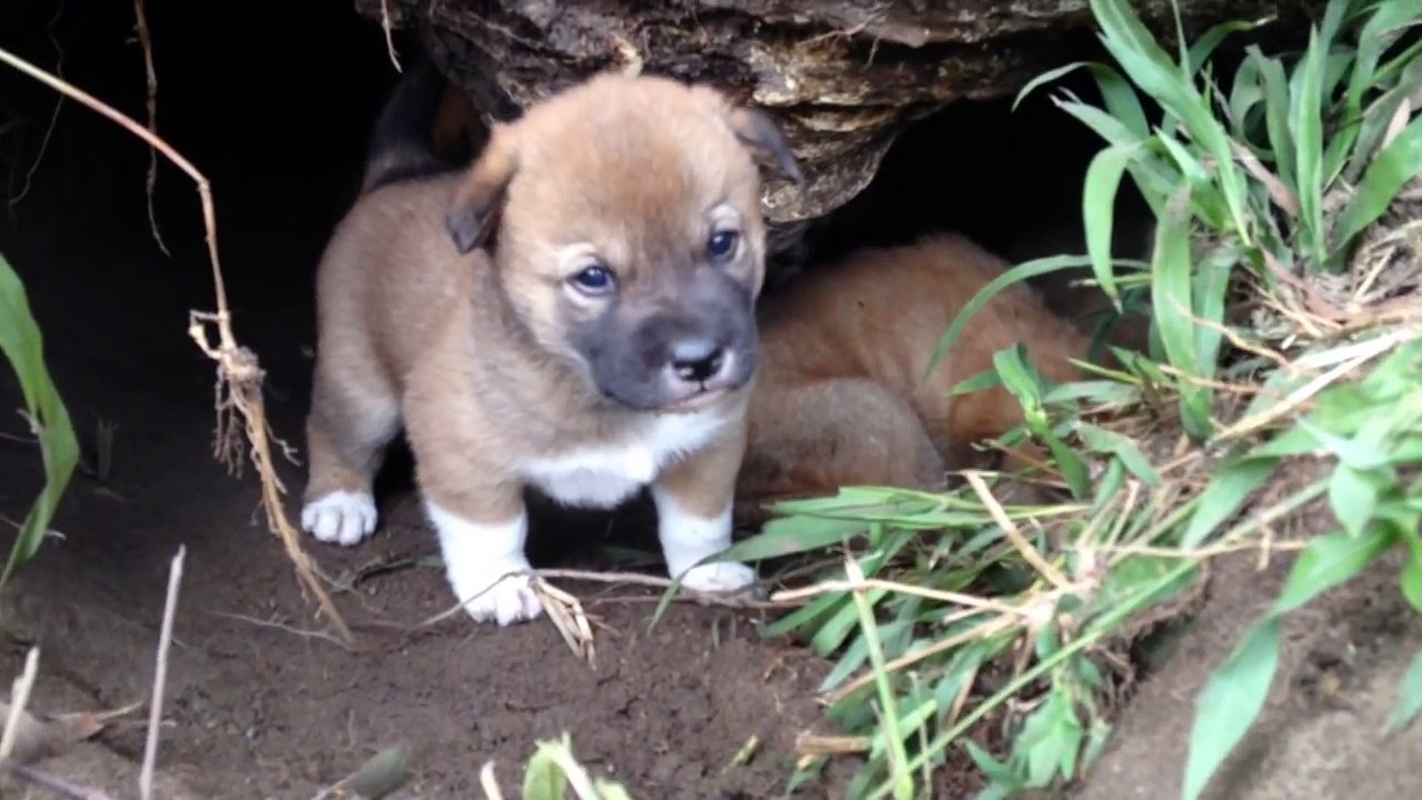 Naissance exceptionnelle de 5 bébés "Dingo" dans un Zoo Australien