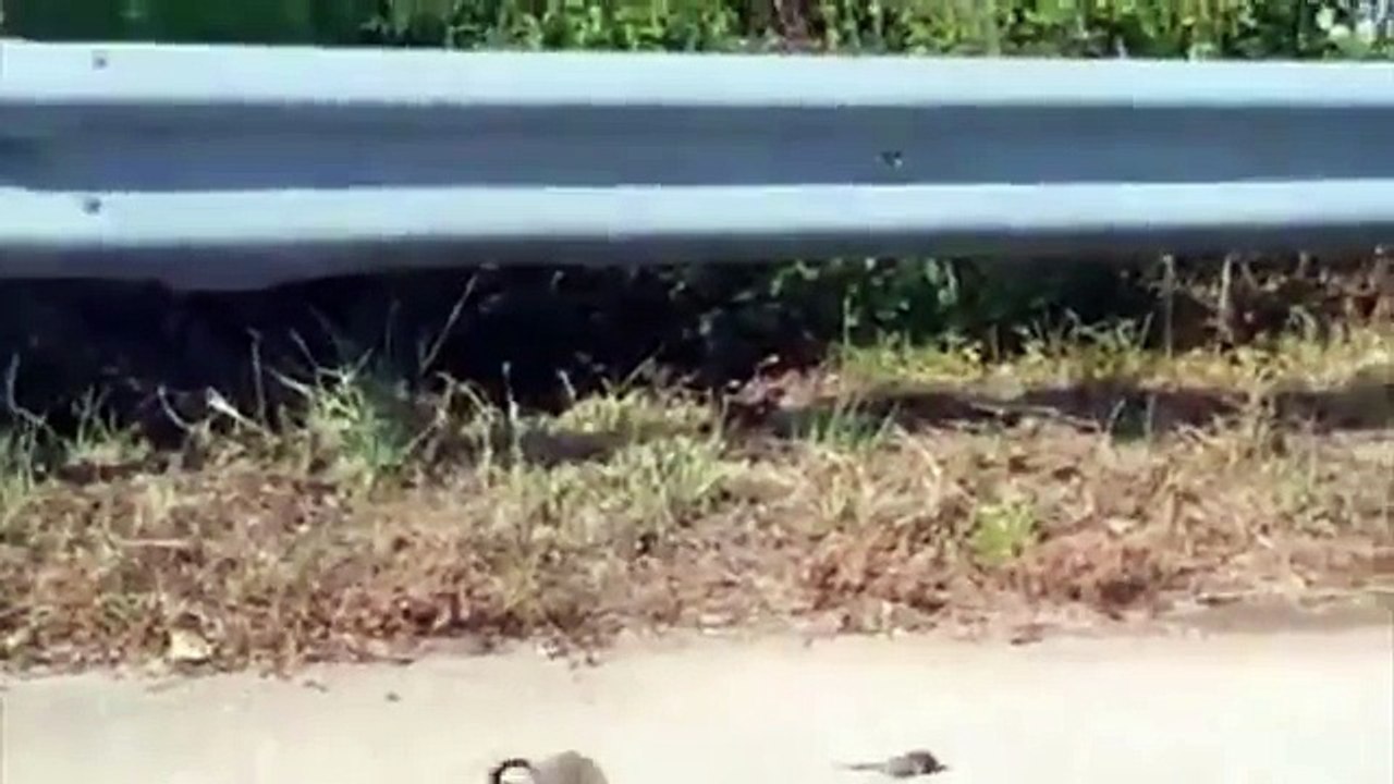 Une maman rat sauve son petit d’un serpent