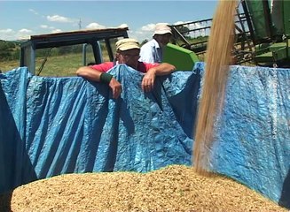 Uljarica spremna za otkup, 04. jul 2016. (RTV Bor)