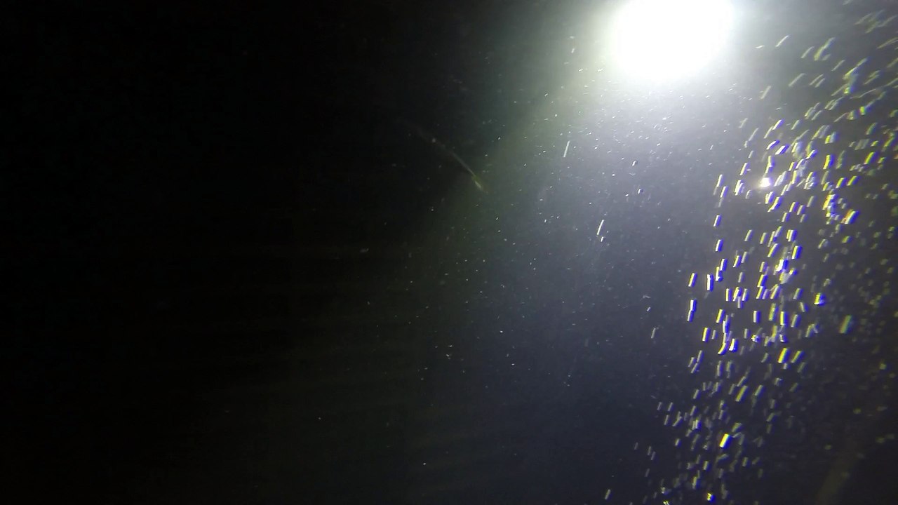 Small mackerel found above the drop keel