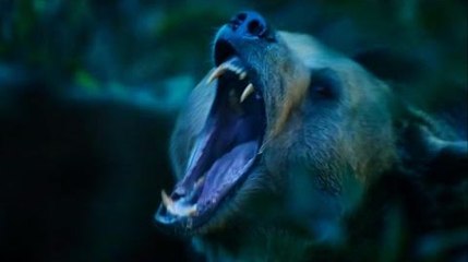 Wild bears attack a couple in the woods