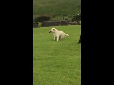 Golden Retriever Refuses to Give Owner's Phone Back