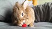 Cute Rescue Bunny Enjoys a Raspberry