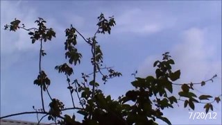 GIANT HAARP RIPPLES JULY 20, 2012