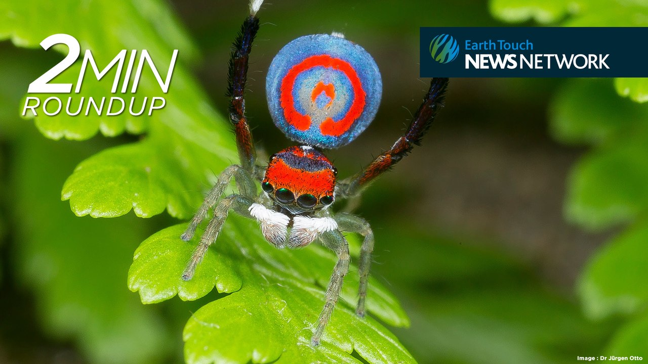 7 amazing new species discovered in 2016