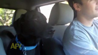 Ce que ce chien fait dans la voiture est incroyable, je n'ai jamais vu ça de ma vie!