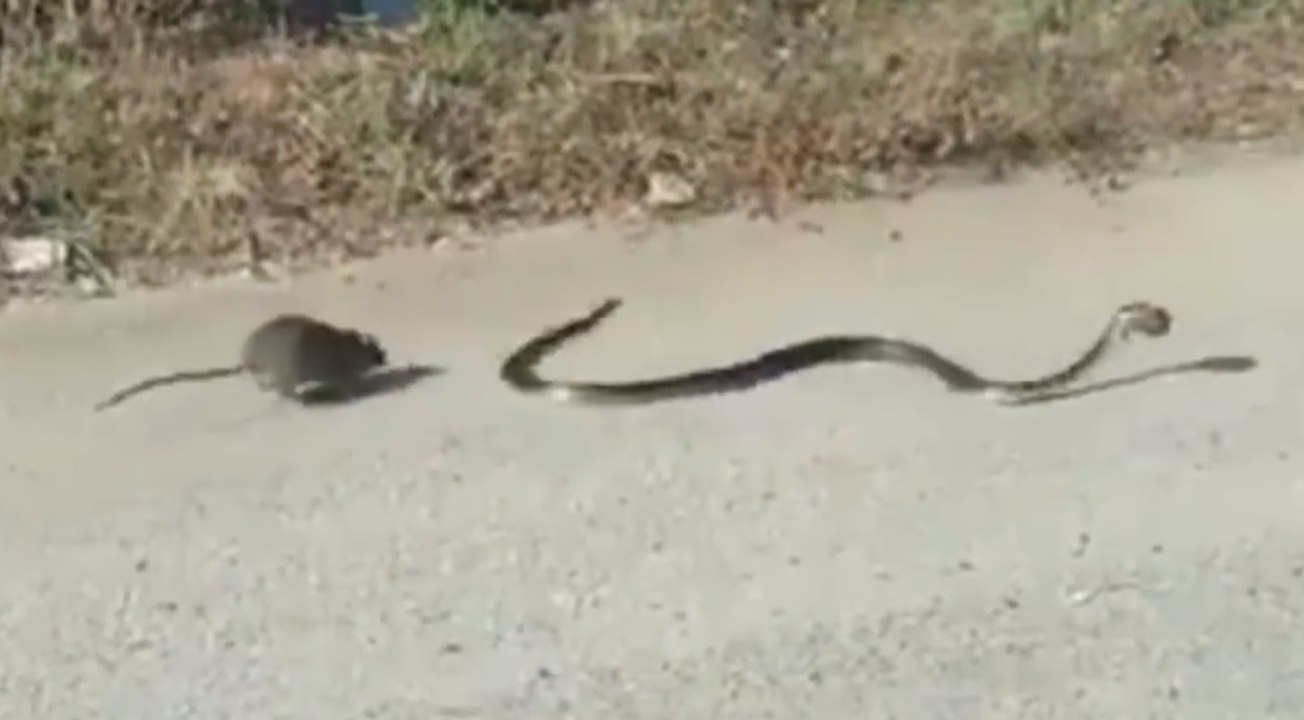 Une femelle rat se bat contre un serpent pour sauver son petit.