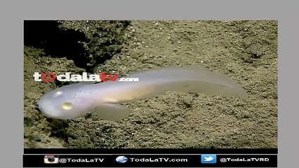 Conoce el llamado Pez Fantasma un espécimen gelatinoso y semi-transparente-Video