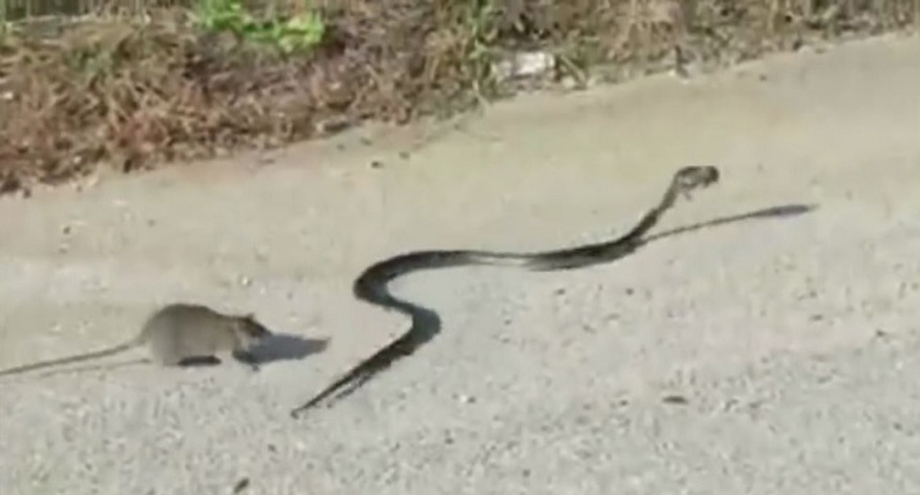 Une maman rat se bat contre un serpent pour sauver son petit