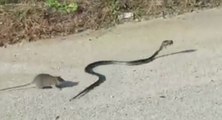 Une maman rat se bat contre un serpent pour sauver son petit