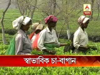 Work at  Tea gardens normal during bandh
