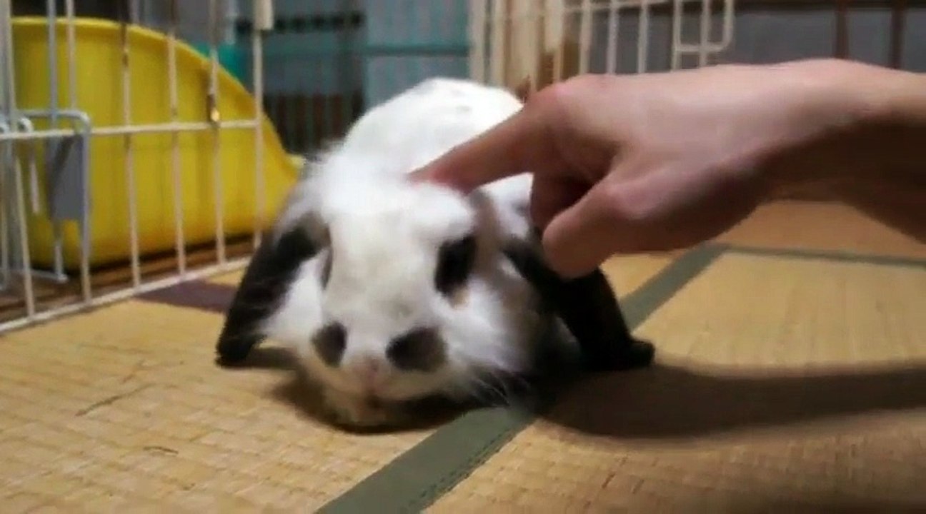 Lazy Ear Bunny