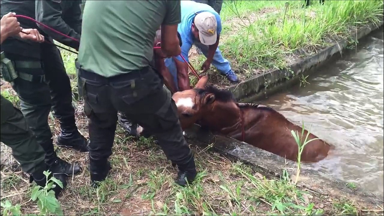 Ils tentent de l'extirper de l'eau avant qu'il soit trop tard, puis un homme se jète à l'eau!