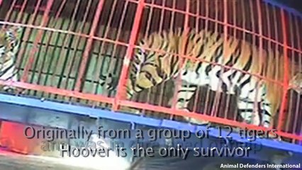 Il a passé sa vie enfermé dans une cage au cirque, admirez sa réaction quand il retrouve la liberté!