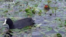 Newly-hatched coots try to keep up with their mum