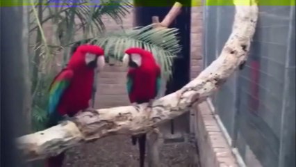 Эти попугаи танцуют лучше чем ты. Готовьтесь посмеяться от души!