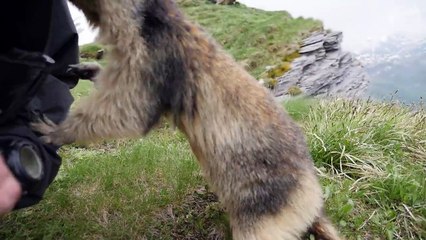 Un homme se repose dans l'herbe. Puis une marmotte surgit et l'attaque devant la caméra...
