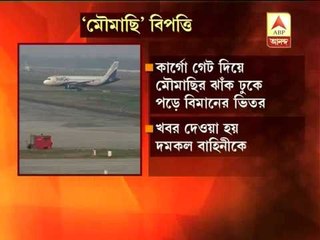 Honey Bee dIsrupts a flight in Kolkata airport