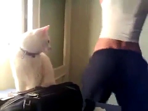 Даже кот не выдержал. Ржач!))