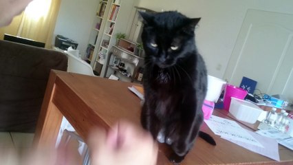 Chat Boxeur !