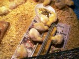Raising Cornish Cross meat chickens 2