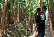 En una bananera se encuentra el cuerpo sin vida de una mujer
