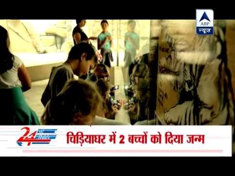 Rare white tiger cubs unveiled‎ in Czech Republic