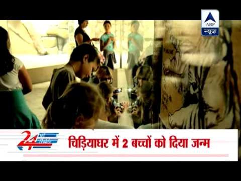 Rare white tiger cubs unveiled‎ in Czech Republic