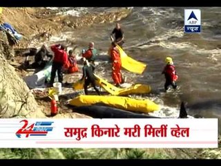 16 pilot whales die in Scottish cove