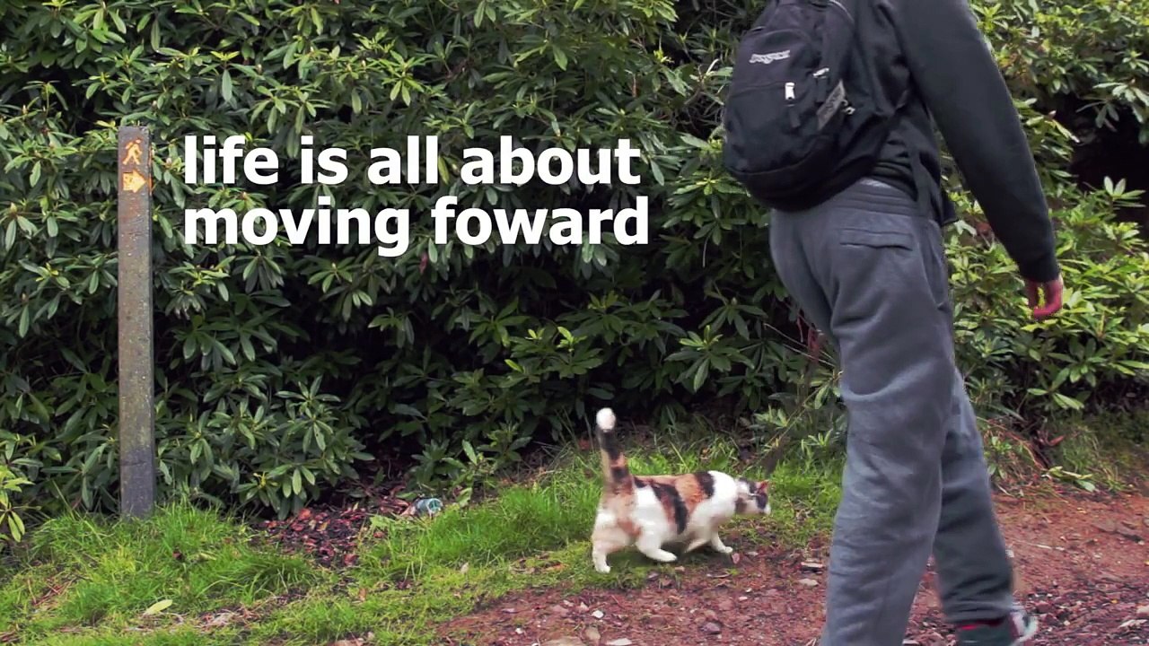 On dirait un chat ordinaire. Mais regardez de plus près, car ce chat a un SECRET très inspirant...