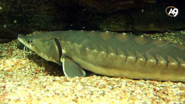 Mersin balığı ve fosili